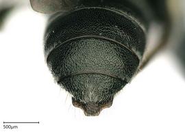   Ceratina sp . photo: Chelsey Ritner 
